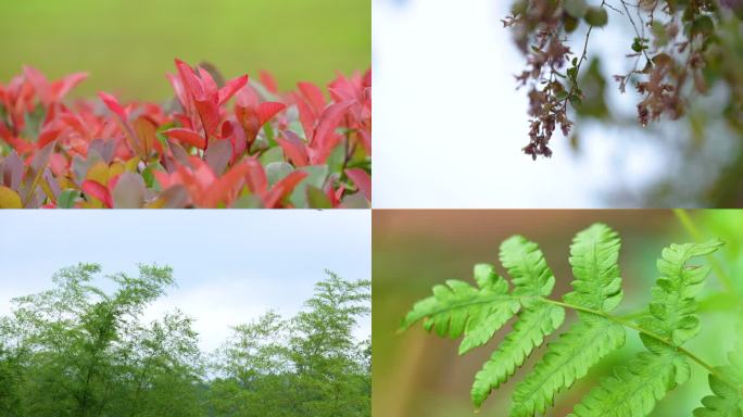 春天花草树木草地空镜