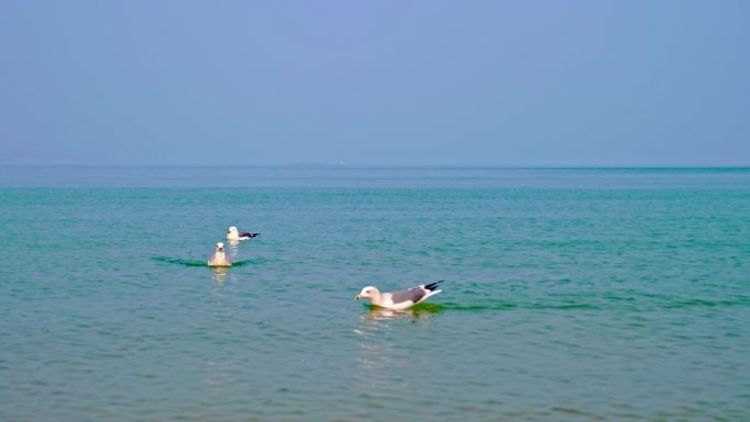 海里的海鸥