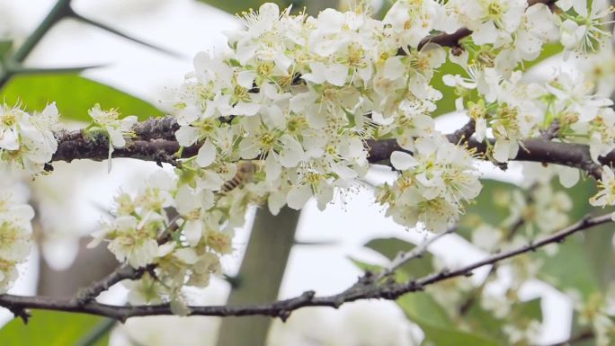 李花盛开蜜蜂飞舞采蜜