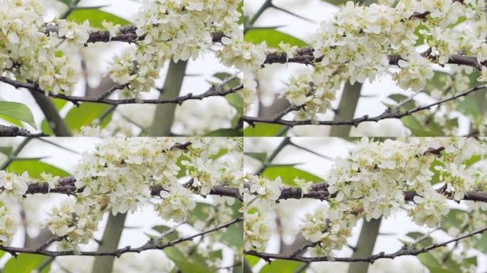 李花盛开蜜蜂飞舞采蜜