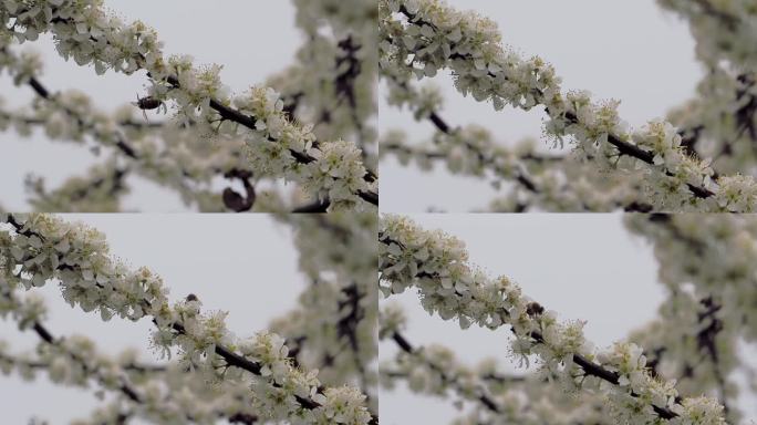 李花盛开蜜蜂飞舞采蜜