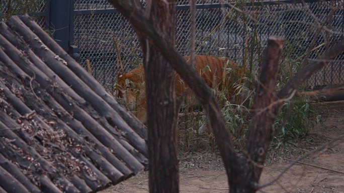 【动物世界】老虎行走升格慢镜头