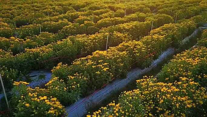 菊花基地