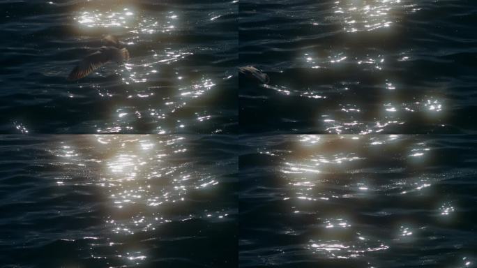 洱海湖面波光粼粼落日星芒海鸥飞过唯美浪漫