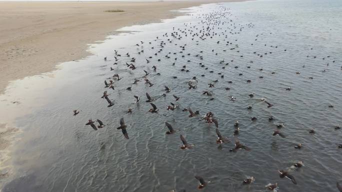 东条条子泥湿地 黄海湿地野鸭群