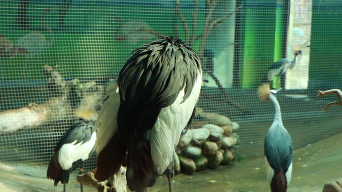 【4K动物世界】东非冠鹤