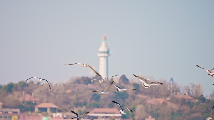 城市中的灯塔与飞鸟海鸥