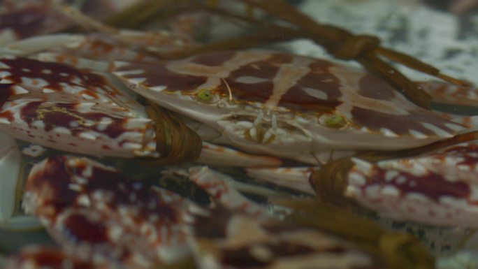 海鲜 各种海鲜 海产品 海鲜市场 大螃蟹