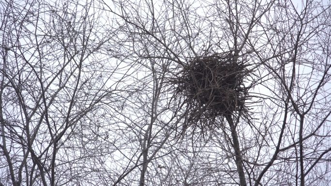 冬末春初树枝枝头间一个树木搭建的野鸟鸟巢