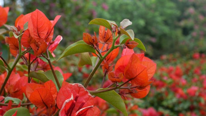 厦门市 市花 三角梅 花海 宣传片