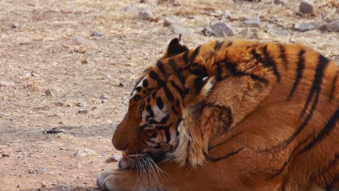 【动物世界】老虎升格慢镜头
