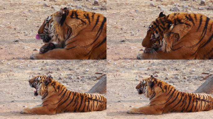 【动物世界】老虎升格慢镜头