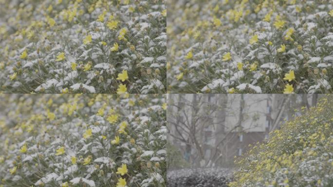 雪景黄金菊 植物 SLOG3素材