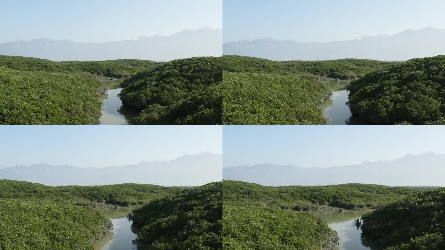 福建漳江口红树林自然保护区