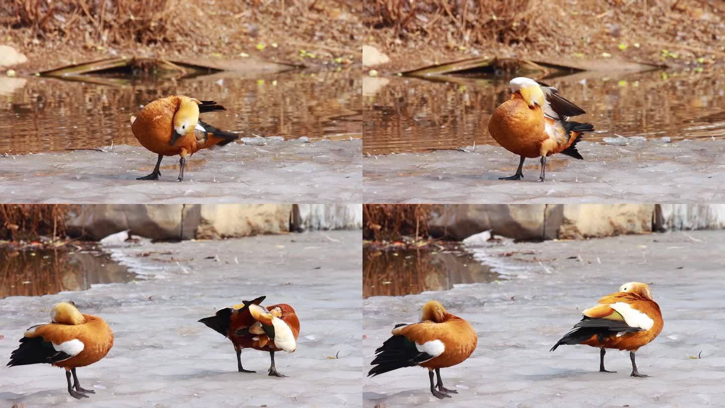 【动物世界】赤麻鸭升格慢镜头