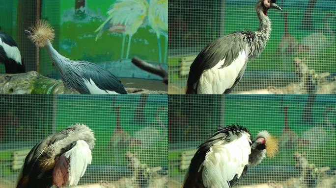 【动物世界】东非冠鹤升格慢镜头