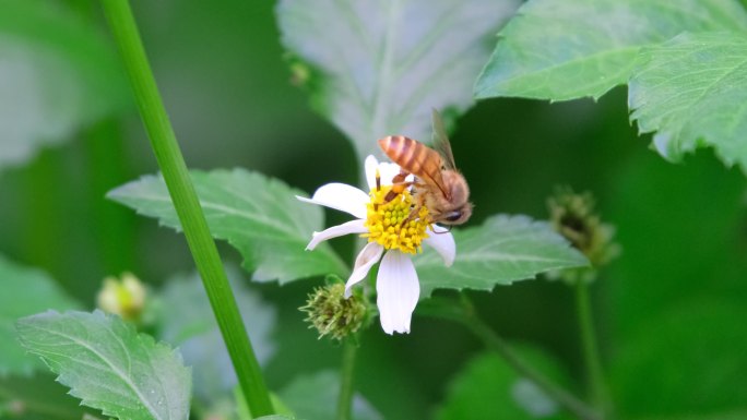 4K春天小花蜜蜂勤劳采蜜蜜糖蜂蜜微距昆虫