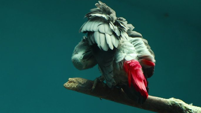 【动物世界】鹦鹉升格慢镜头