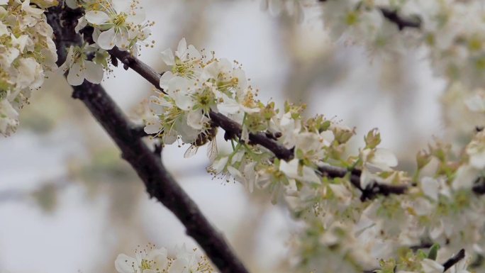 李花盛开蜜蜂飞舞采蜜