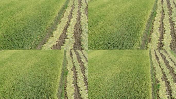 成熟的稻田航拍 稻田丰收 收割好的稻穗