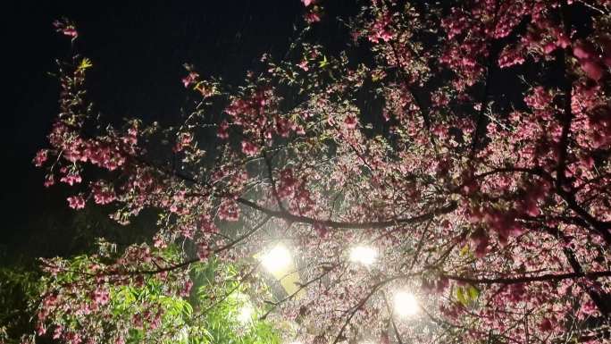 樱花春暖花开 雨中唯美樱花 大雨桃花杏花