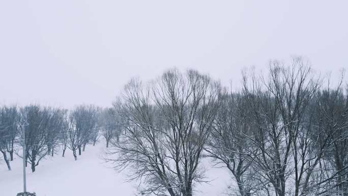 平原大地风雪中的树木