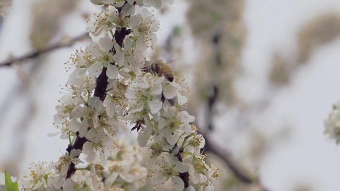 李花盛开蜜蜂飞舞采蜜