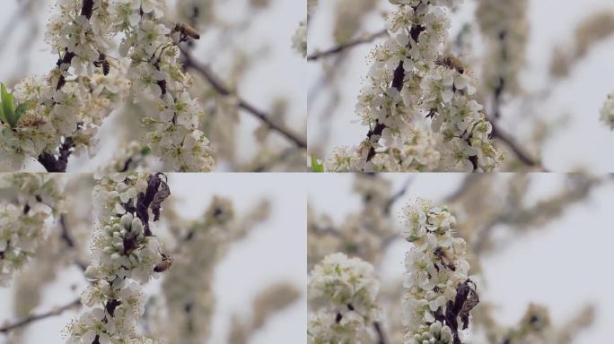 李花盛开蜜蜂飞舞采蜜