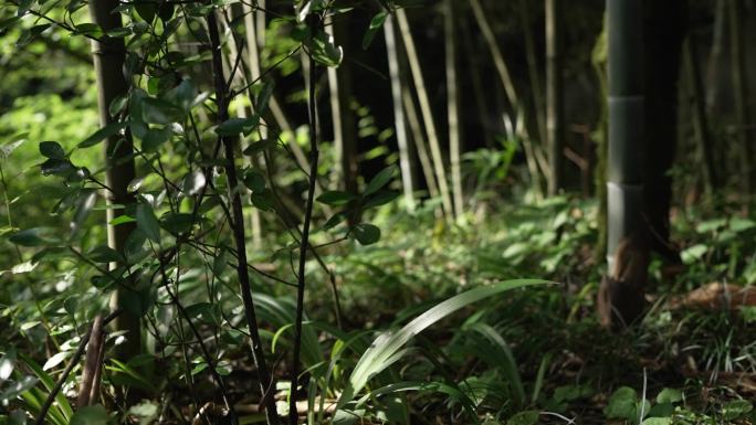 竹林 烟雾 山野环境