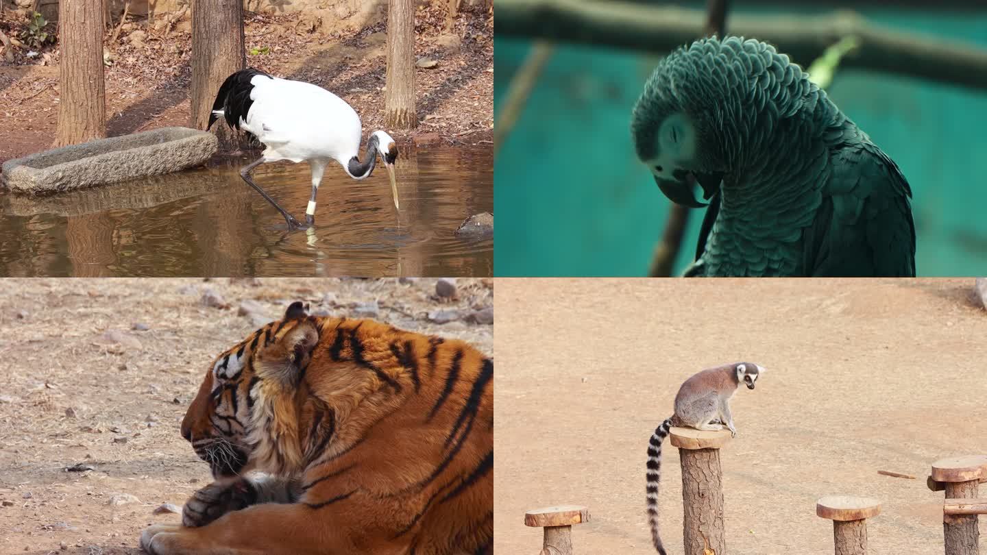 【动物世界】动物合集升格慢镜头-1