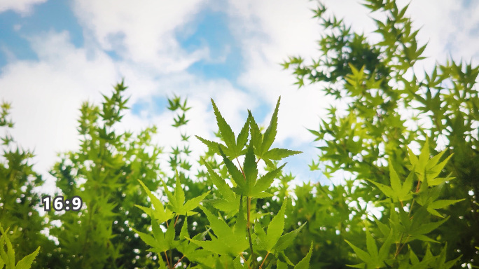 绿色枫叶起风徐徐飘动