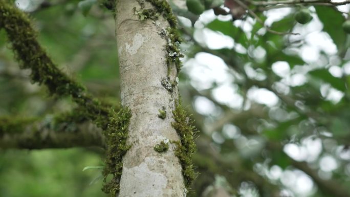 原生野茶树