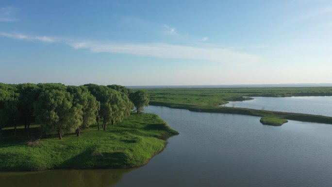 航拍洞庭湖湿地保护区候鸟白鹭