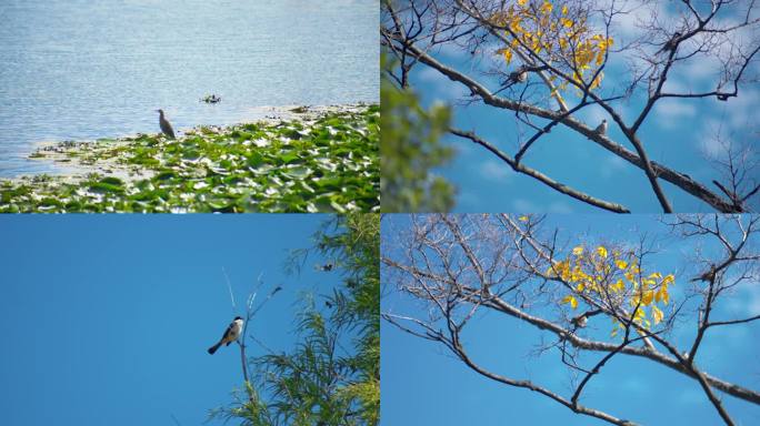 鸟 空镜 风景 山林 4K 湖 公园