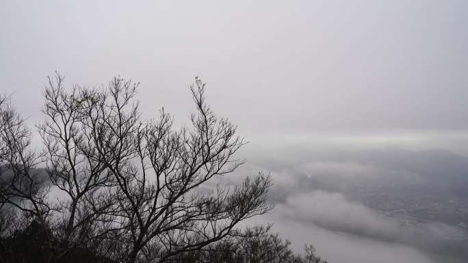 雾天树枝树木阴天树林雨天森林山间云雾缭绕