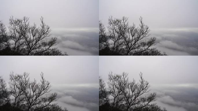 雾天树枝树木阴天树林雨天森林山间云雾缭绕