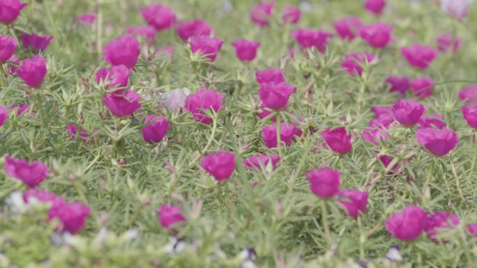 荷花池莲花各种花朵池塘含苞待放清廉政淤泥