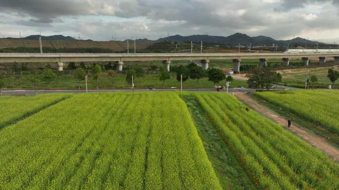 光明小镇欢乐田园油菜花