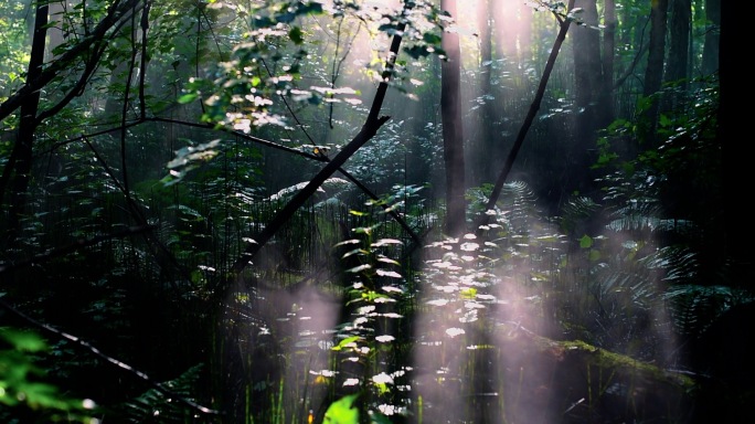 长白山阳光光柱射进原始森林