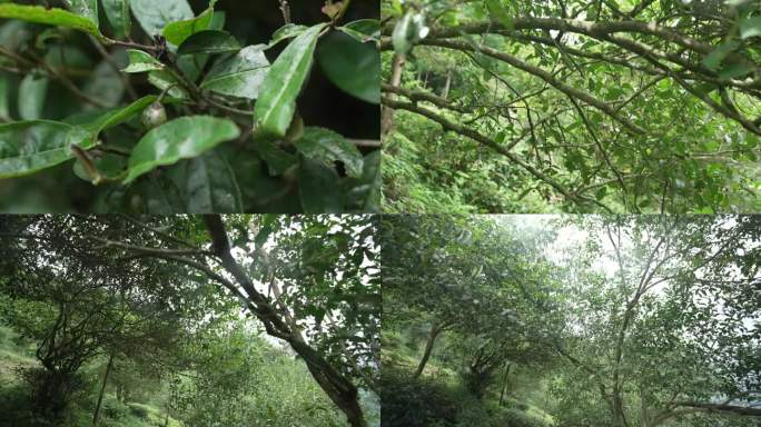 原生态野茶  野茶树