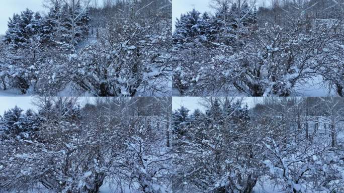 航拍冬雪大雪下雪时雪花飘落