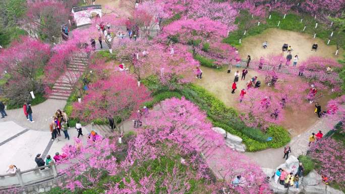 重庆九龙坡彩云湖湿地公园梅园梅花开花游玩