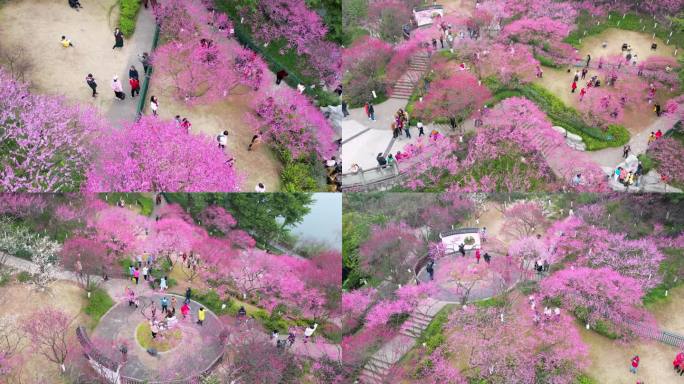 重庆九龙坡彩云湖湿地公园梅园梅花开花游玩