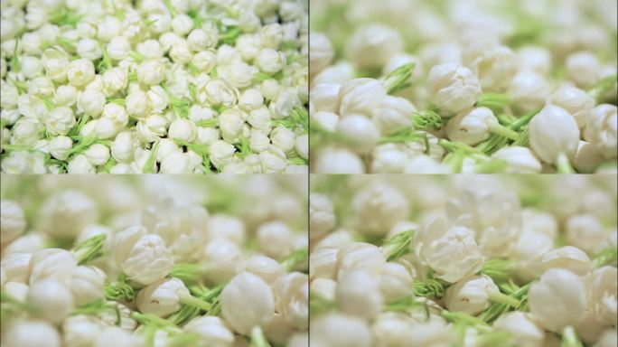 茉莉花开延时、唯美花、茉莉茶、茉莉花晾干