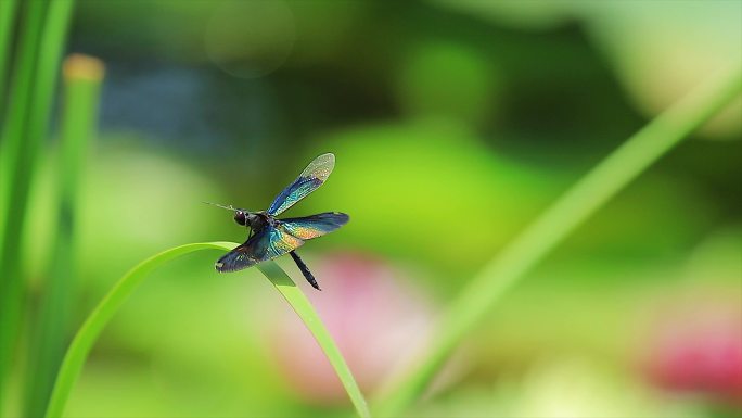 实拍夏季蓝蜻蜓