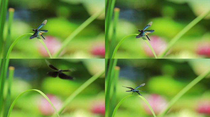 实拍夏季蓝蜻蜓