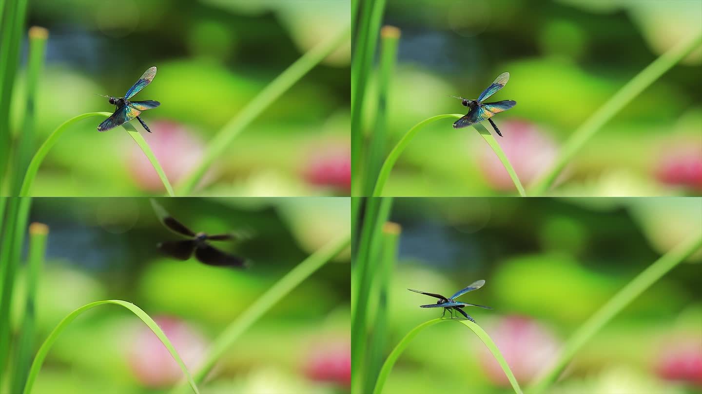 实拍夏季蓝蜻蜓