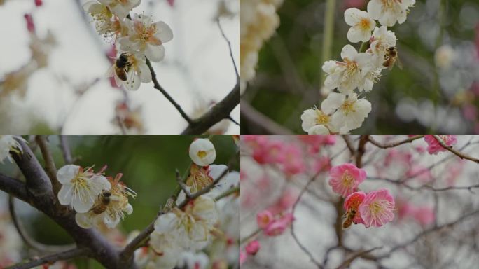 花开蜜蜂采蜜