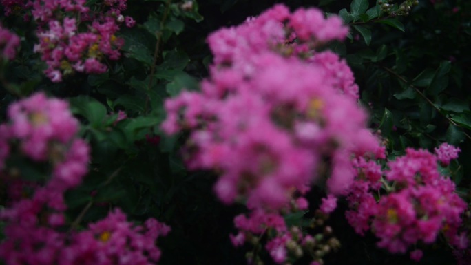 美丽粉色的植物花朵紫薇花痒痒树