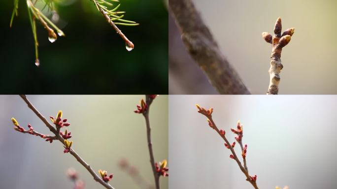 春天萌芽发芽绿色花开新春